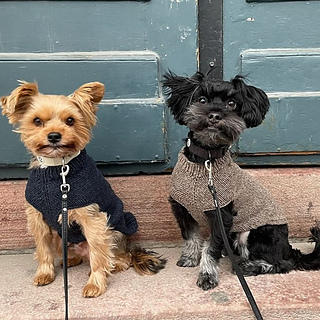 Eppie's Favorite Doggie Sweater