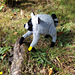 Jimothy the Wild Raccoon pattern