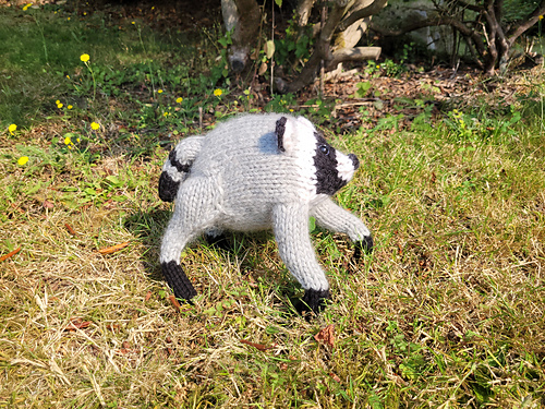 Jimothy the Wild Raccoon