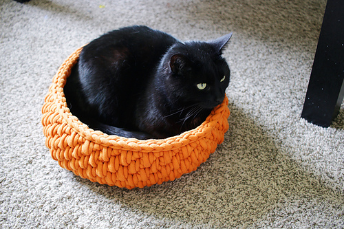 Big Little Pet Bed photo 5