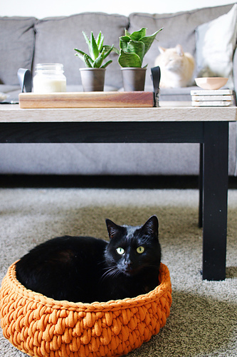 Big Little Pet Bed photo 7