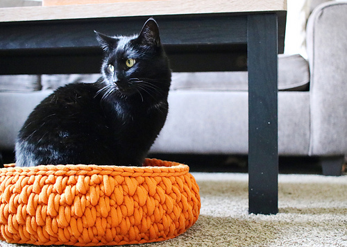 Big Little Pet Bed photo 6