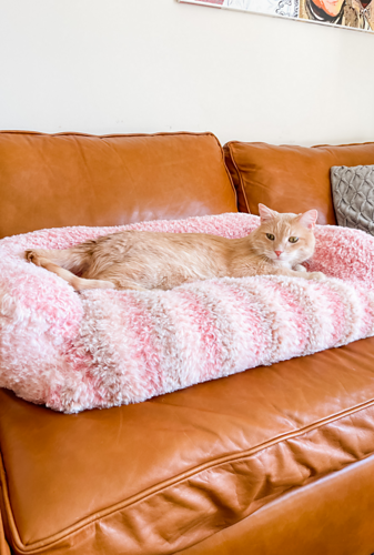 Peanut's Cat Couch photo 3