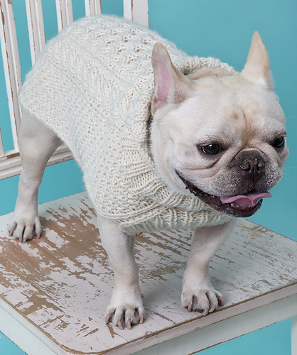 Cabled Dog Sweater photo 1