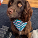 Pet Bandana pattern 