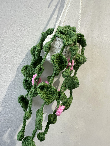 Hanging Vine Plants