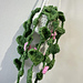 Hanging Vine Plants pattern