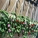 Hanging Vine Plants pattern