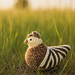 Fancy Fowl pattern 