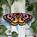 Western Sheep Moth Tapestry pattern