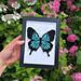 Papilio Ulysses Tapestry pattern