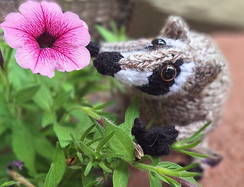 Roly Poly Jimothy Raccoon