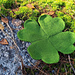 Heartfelt Shamrock pattern 