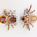 Peacock Spider pattern