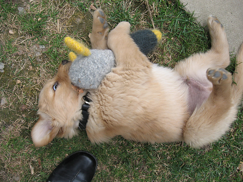 Quack Duck Toy photo 5