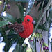 Crossbill pattern 