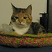 Bevelryn peti photo 3