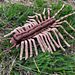House Centipede pattern 