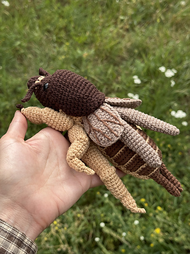 Mole Cricket