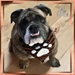 Glowcore Pet Bandana pattern