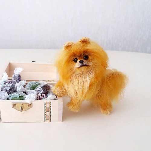 Pomeranian Spitz - Alisa Jijina