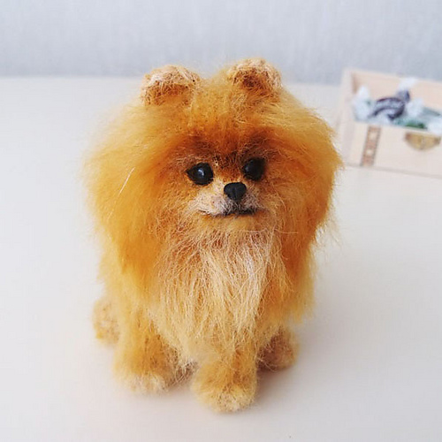 Pomeranian Spitz - Alisa Jijina
