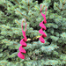 Ribbon Curl Christmas Ornament pattern 