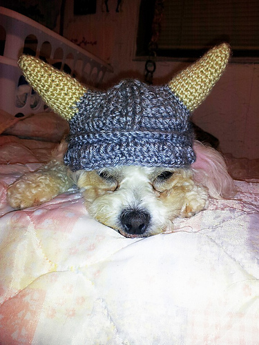 Dog Viking Hat photo 5