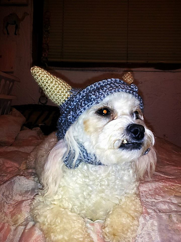 Dog Viking Hat photo 6