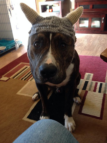 Dog Viking Hat photo 1
