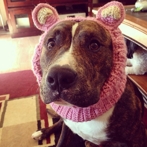 Pig Ears Neck Warmer photo 1