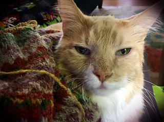 My senior knitting assistant Howie
(adopted on Jan 1, 2003)