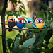 Colorful Bird Parrot pattern 