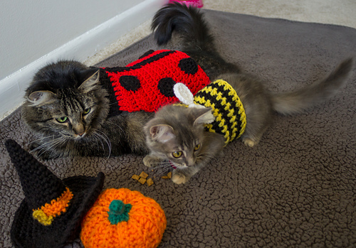 Bumblebee Kitten Costume photo 3