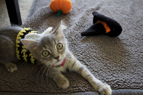 Bumblebee Kitten Costume photo 1