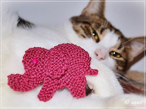 Woollyphant photo 7