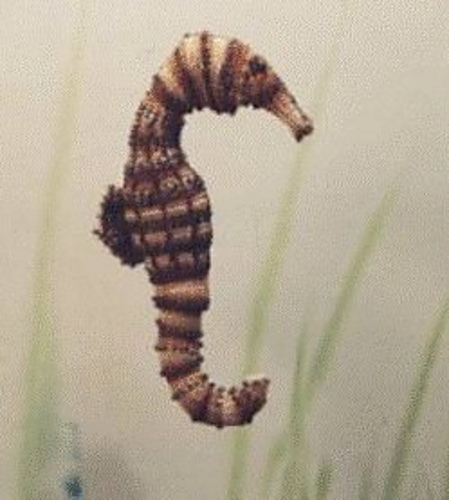 Seahorse (Beaded Aquarium Series) photo 1