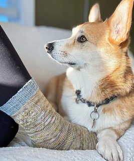 Test knit by Jess @ knits.jess93 featuring handsome Fergus.