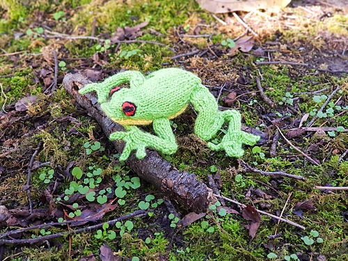 Australian Red Eyed Tree Frog - Alma Mahler