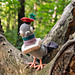 Gołomp Krakoski - an eccentric pigeon pattern 