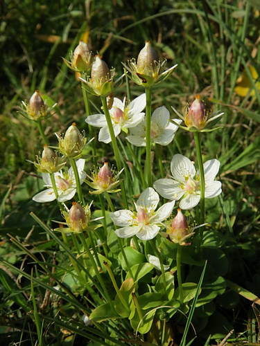 Parnassia flower photo 2