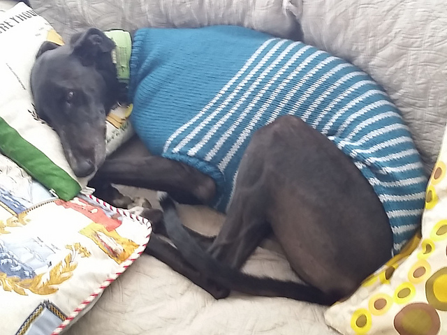knitted greyhound jumper pattern