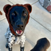 Dog Snood Costume photo 4