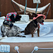 Dog Bucket Hat pattern 