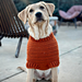 Raglan Dog Sweater pattern 