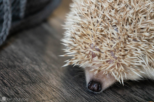Hedgehog Pouch photo 2