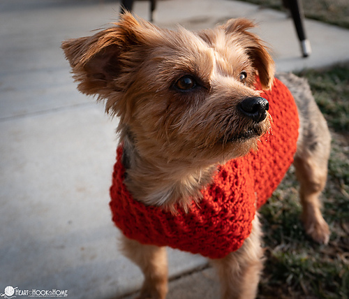 Dandy Dog Sweater photo 6