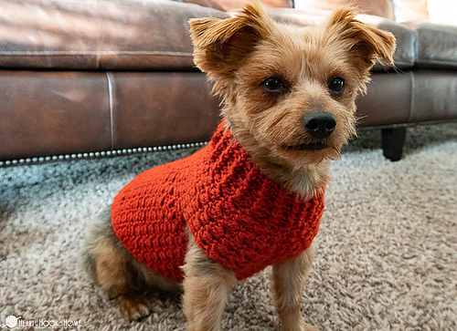 Dandy Dog Sweater photo 4