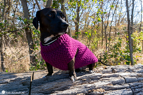 Stellar Dog Sweater photo 5