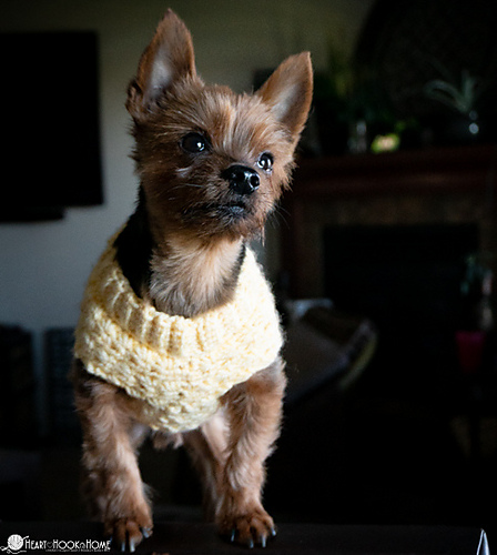 Stellar Dog Sweater photo 3